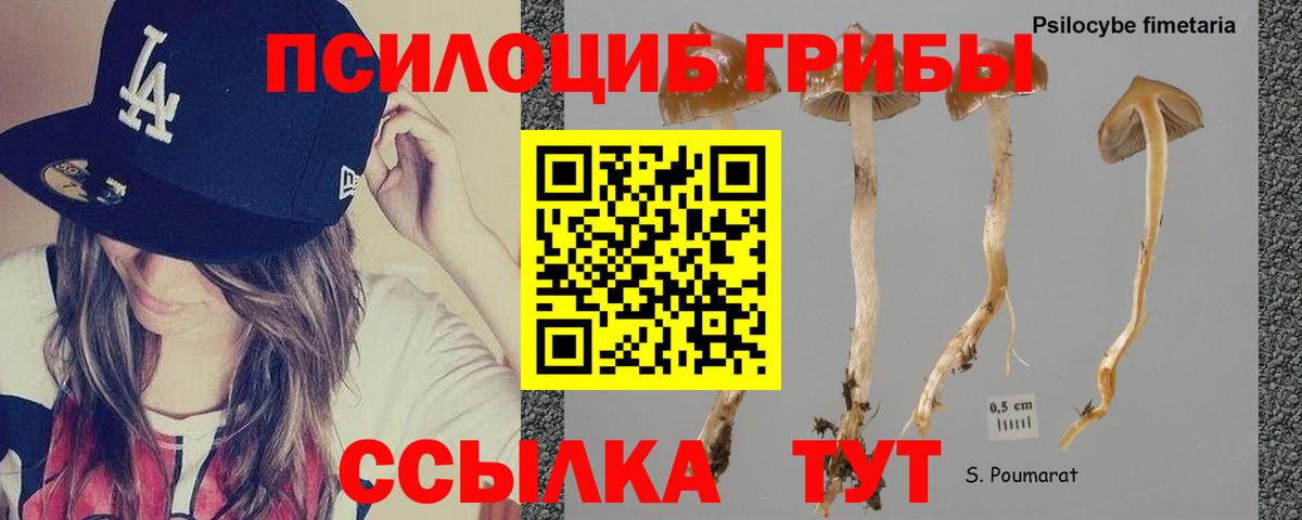 Морозовск  Псилоцибиновые грибы прущие грибы  Вход с VPN 